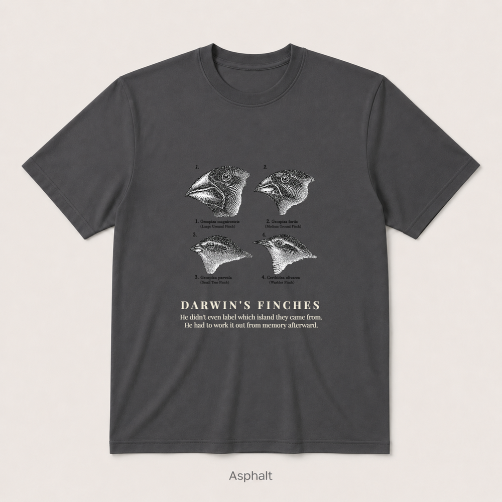 Darwin's Finches — Asphalt