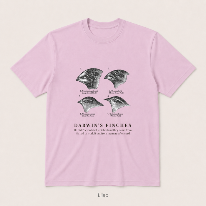 Darwin's Finches — Lilac