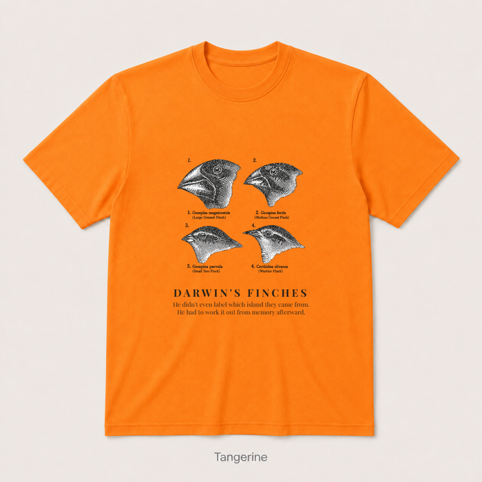 Darwin's Finches — Tangerine